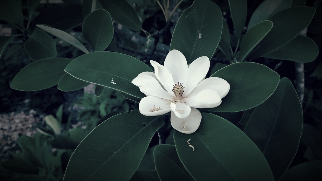 The Woman Called&nbsp;Witch